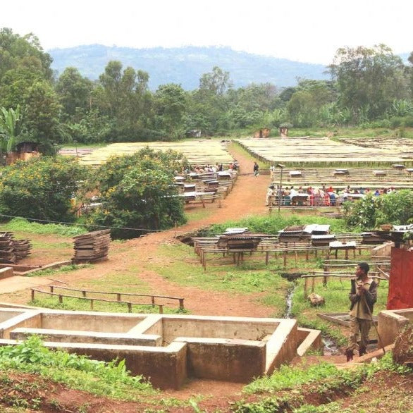 Chelchele washing station, Gedeb, Ethiopia