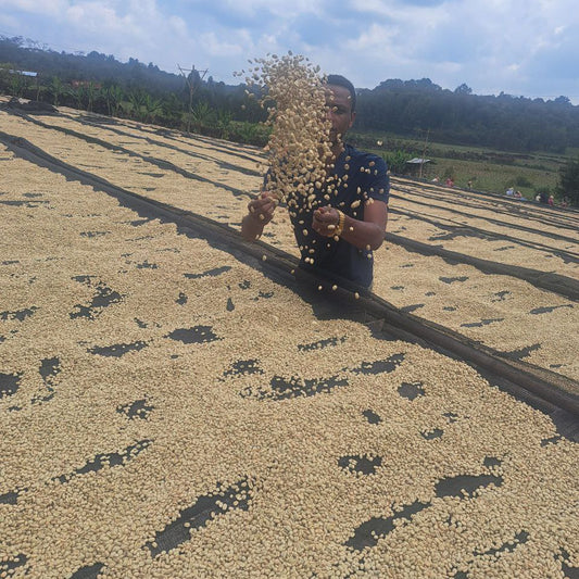 Coffee worker tossing a handful of parchment coffee over a large spread of drying parchment coffee on a sunny day.