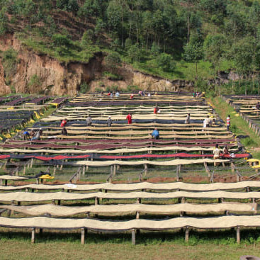 Multiple raised drying beds line the open air processing station in Burundi, dotted by coffee workers who are busy sorting and turning the drying coffees.