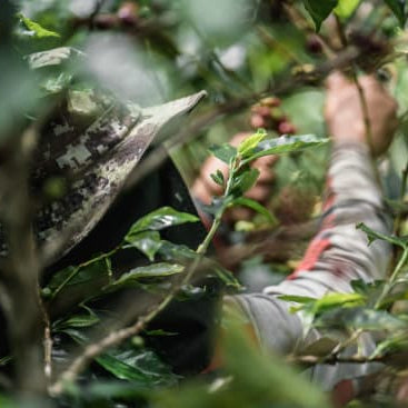 Farmer harvesting coffee cherries from a coffee tree.