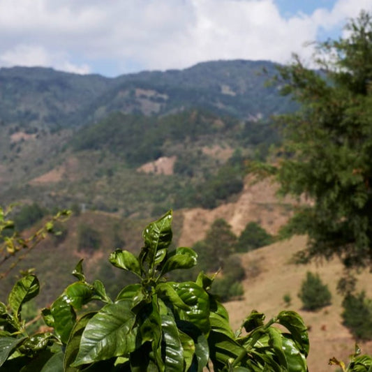 Photo courtesy of Cafe Imports. Coffee tree leaves peeking over the horizon of a valley.