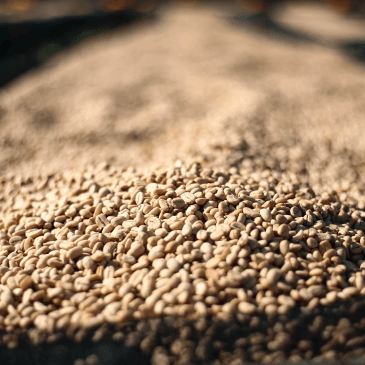 Ethiopia Mr. Tadese Teko - Washed Yirgacheffe