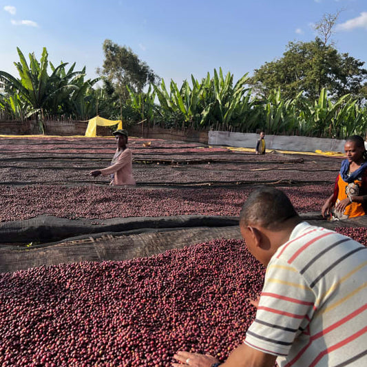 Coffee mill workers monitor large outdoor raised beds of red coffee cherries under a blue sky, with lush foliage in the background.