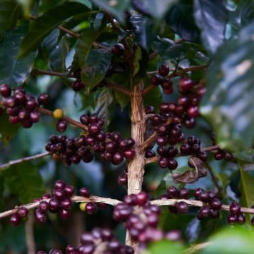 Guatemala Huehuetenango