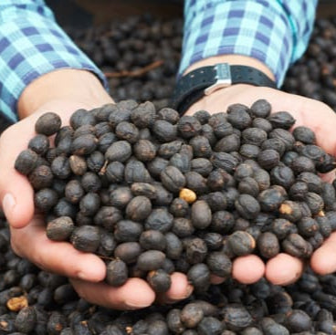 Honduras Las Flores - Natural Bourbon - Roger Dominguez