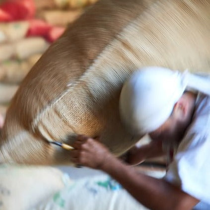 Worker carrying big green coffee bag. Photo courtesy of Cafe Imports.