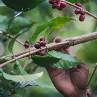 Ripe, deep red coffee cherries on a branch with a hand reaching out to pick them.
