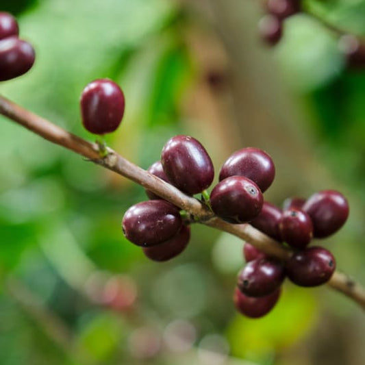 Deep red coffee cherries on branch.