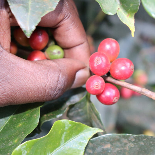 Kenya Gititu Peaberry - Fully Washed