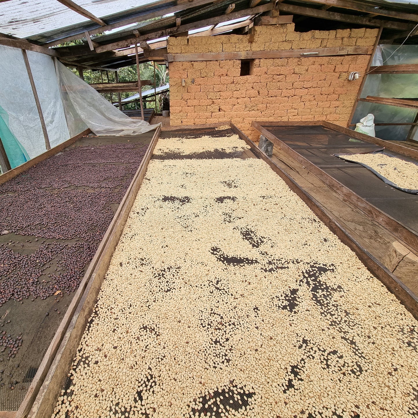 Natural and washed coffees drying on raised beds in Cajamarca, Perú.
