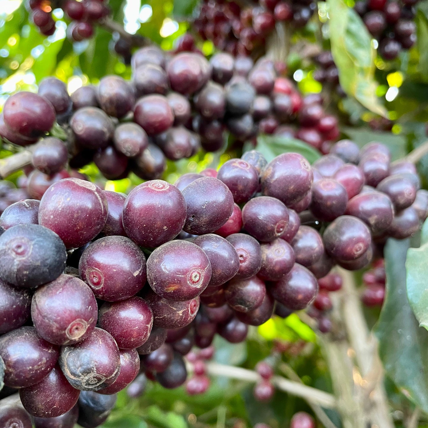 Brazil Rio Brilhante - Classic Natural Dark