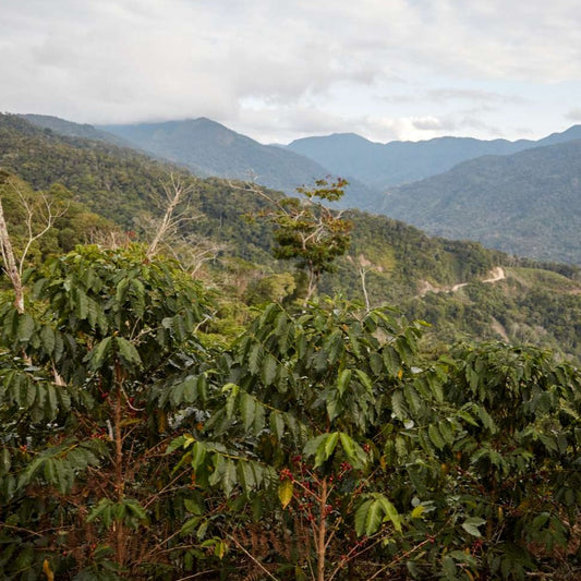 Coffee trees growing in the mountains of Bolivia. Photo courtesy of Cafe Imports