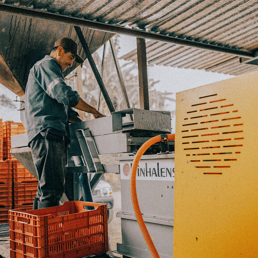 Coffee worker at a processing station.