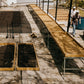 Large concrete drying patio with rectangular wooden beds, filled with coffee berries and parchment coffee..