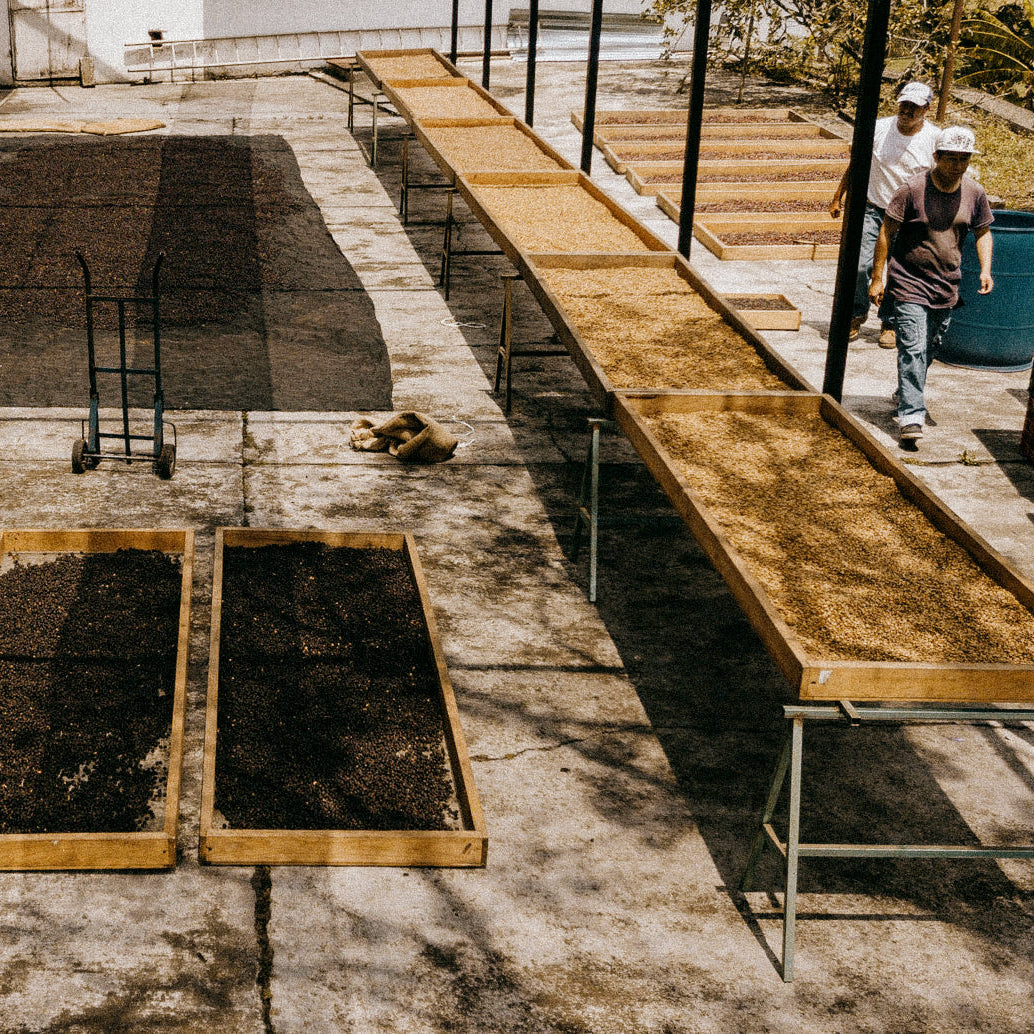 Large concrete drying patio with rectangular wooden beds, filled with coffee berries and parchment coffee..