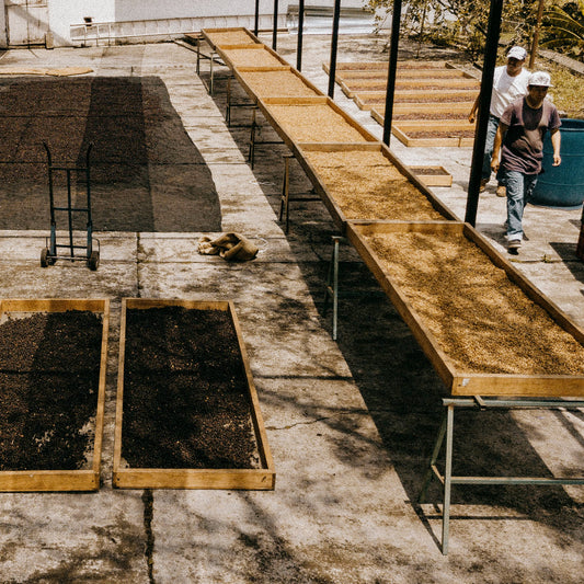 Large concrete drying patio with rectangular wooden beds, filled with coffee berries and parchment coffee..