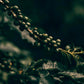 Green coffee cherries on the branch in with out of focus forest in the background.