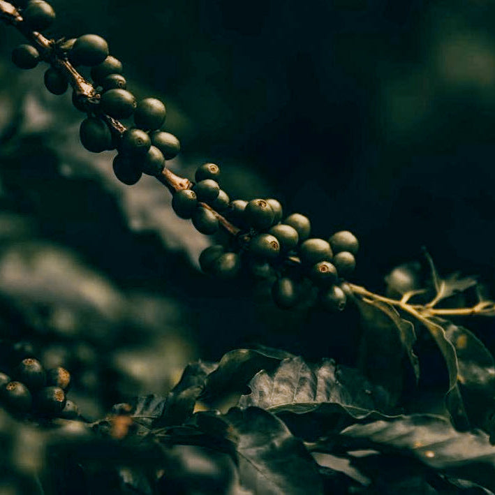 Green coffee cherries on the branch in with out of focus forest in the background.