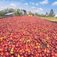 Large number of red and yellow coffee cherries spread out on a flat raised drying bed with coffee workers in the background.