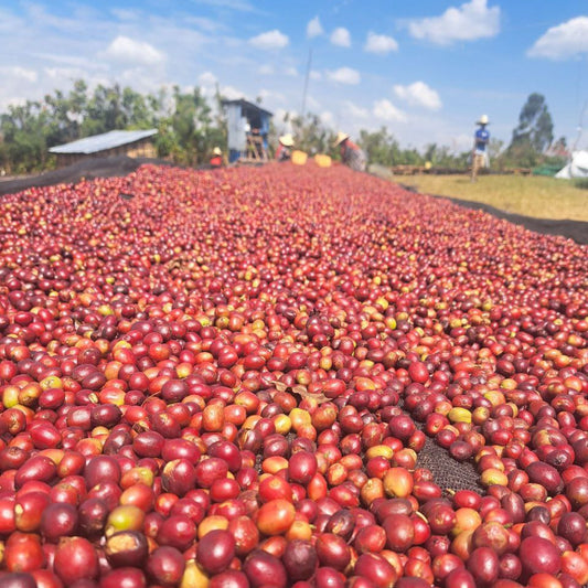 Large number of red and yellow coffee cherries spread out on a flat raised drying bed with coffee workers in the background.