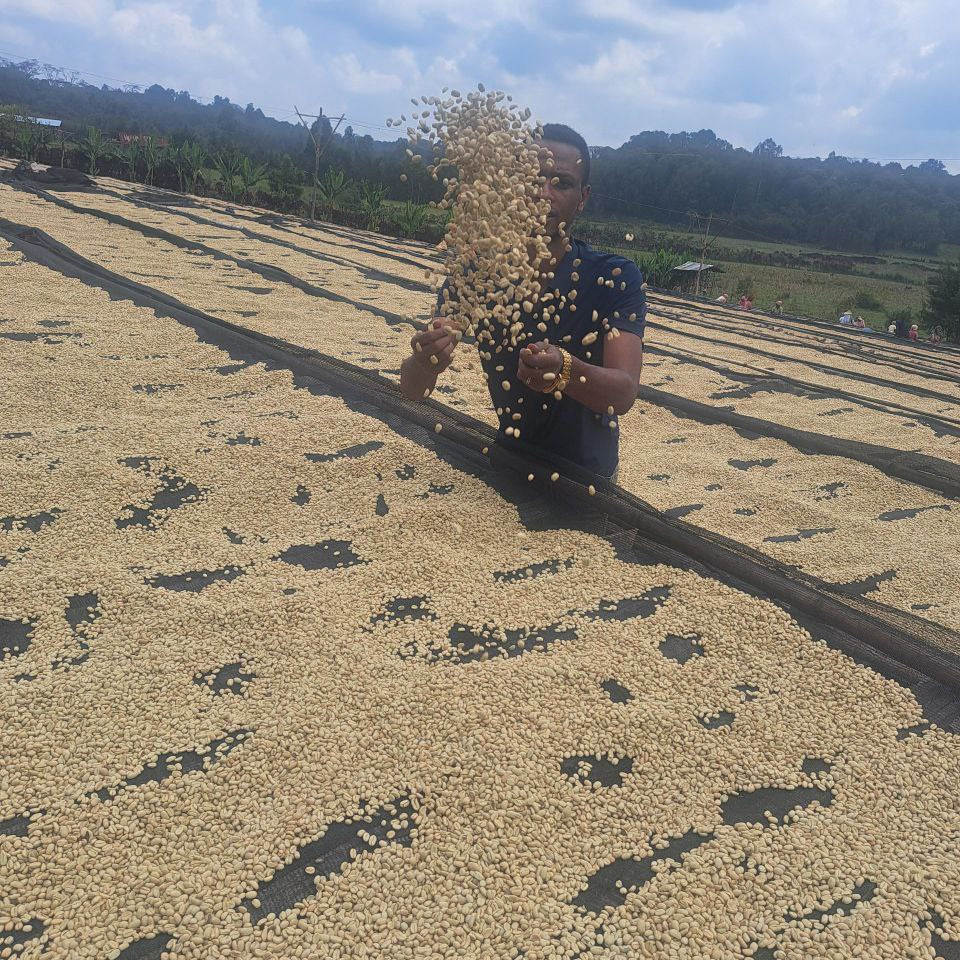 Coffee worker tossing a handful of parchment coffee over a large spread of drying parchment coffee on a sunny day.