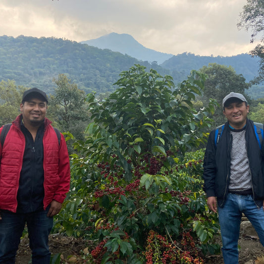 Aprocafe Agronomist Danilo Cholotio and Co-Director Isaias Ixcamparic standing in front of a Gesha shrub in Guatemala.