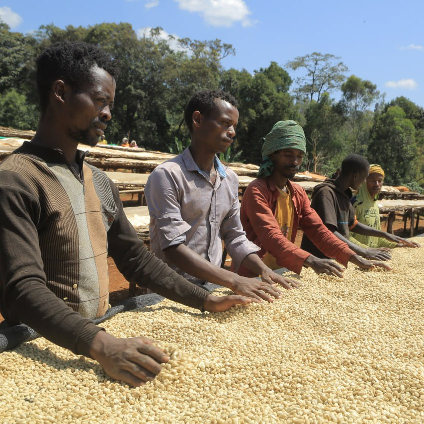 Coffee workers sorting parchment coffee outdoors with trees and blue sky in the background