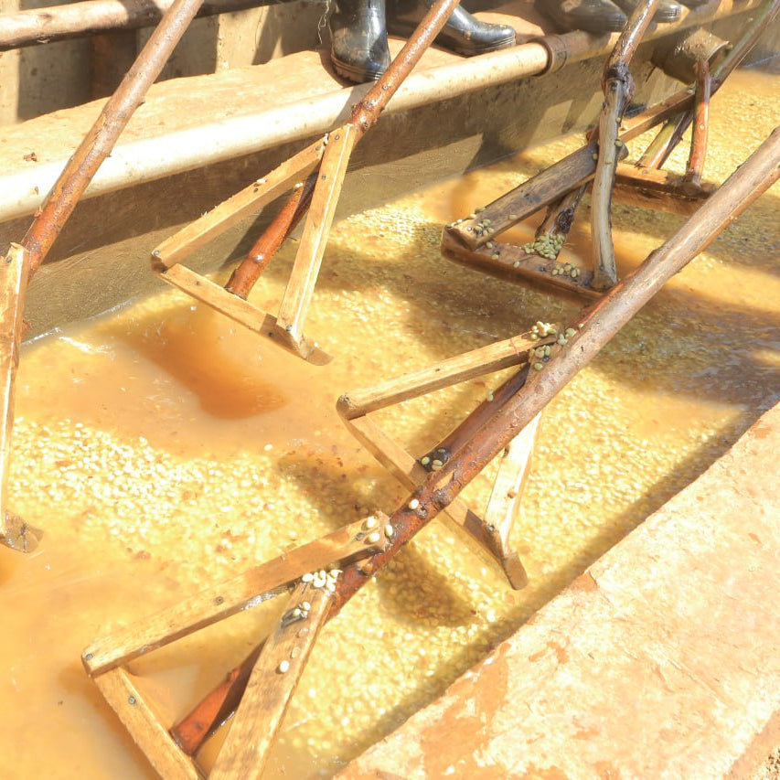 Parchment coffee being soaked and turned with wooden rakes.