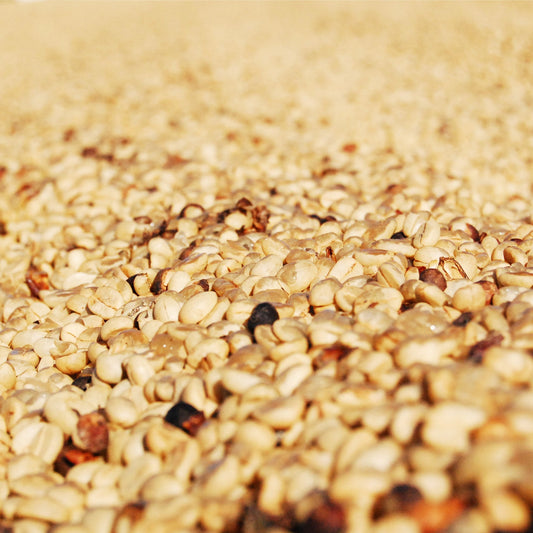 Close-up of drying parchment coffee.