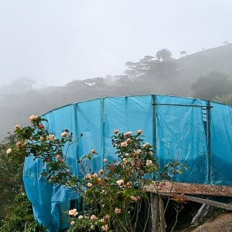 Photo courtesy of Cafe Imports shows a blue parabolic drying tent with a pink rose bush in the foreground.