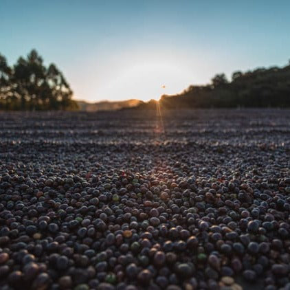 Red coffee cherry drying on a concrete patio in Minas Gerais, Brazil. Photo courtesy of Cafe Imports.