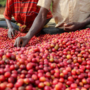 Two coffee workers sorting red Bourbon cherry on a raised drying bed in Burundi.