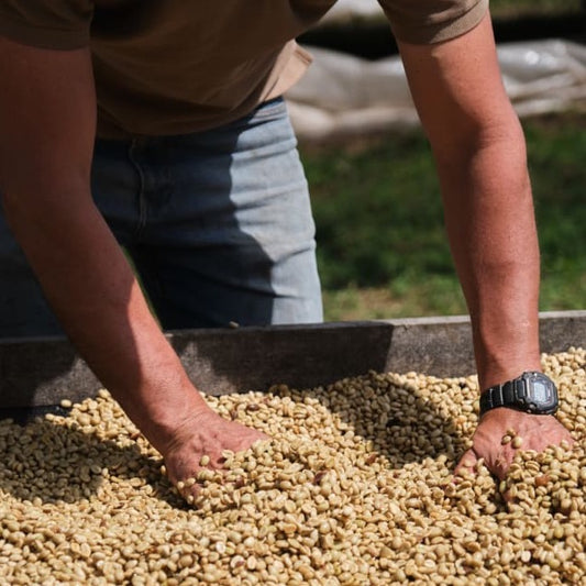 Producer spreading out mucilage-covered coffee on a raised bed. Photo courtesy of Cafe Imports.