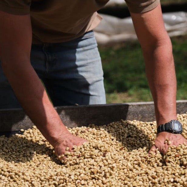 Producer spreading out mucilage-covered coffee on raised drying bed. Photo courtesy of Cafe Imports.