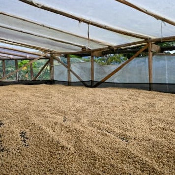 Photo courtesy of Cafe Imports. Parchment coffee under a solar dryer in Acevedo, Colombia..