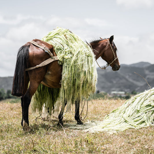 Horse carrying freshly-harvested natural fibers with mountains in the background.