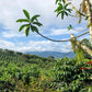 Ecuador La Carolina - Washed Sidra