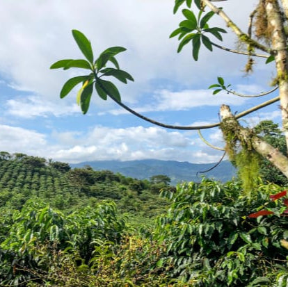 Ecuador La Carolina - Washed Sidra