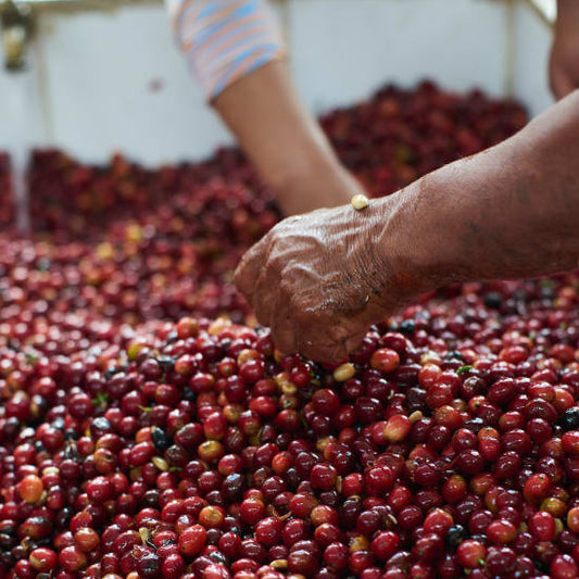 Hands sorting through red coffee berries.