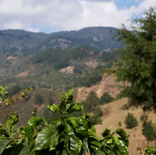 Coffee tree branch overlooking Chalatenango.