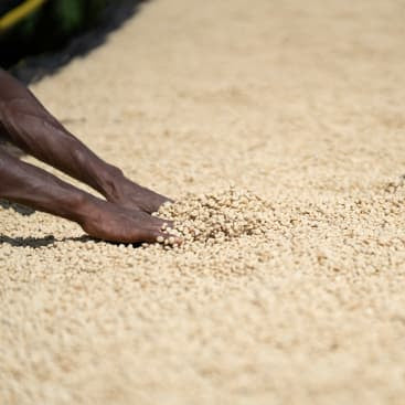 Ethiopia Gobena Bendo - Washed Yirgacheffe