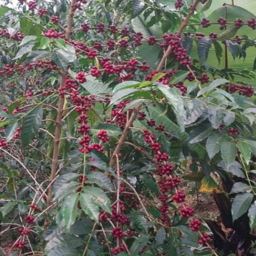 Ripe coffee berries on Bekele Gemeda's farm.