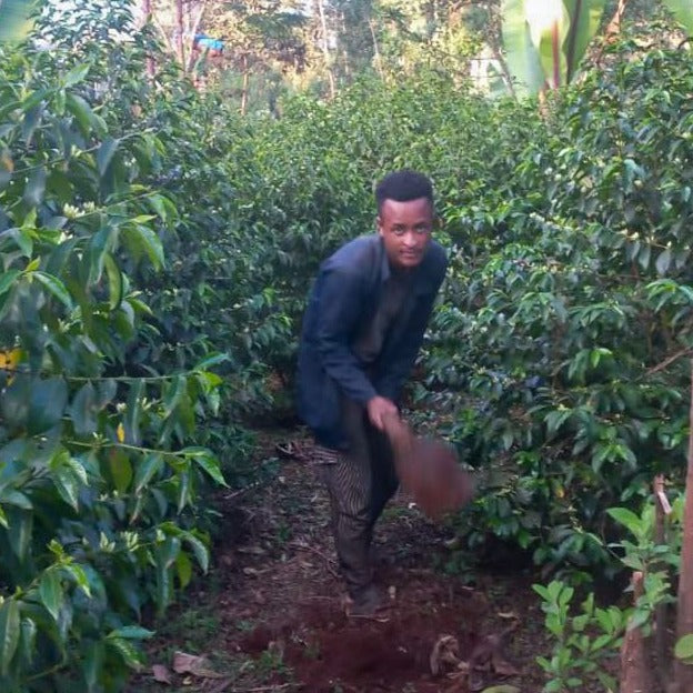 Ethiopian coffee farmer Bekele Gemeda uses a shovel on his farm.