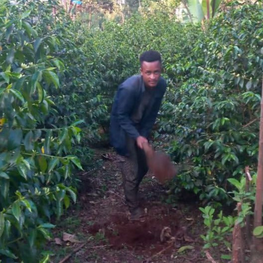 Bekele Gemeda, Ethiopian coffee farmer, digging a hole between coffee shrubs.