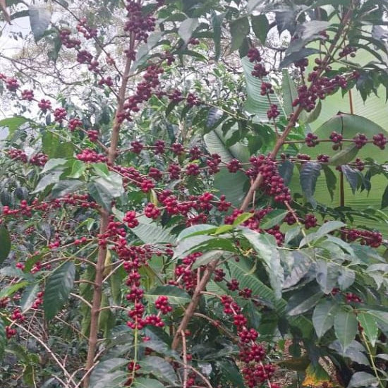 A coffee plant covered with clusters of dark red berries, outdoors among dense foliage.