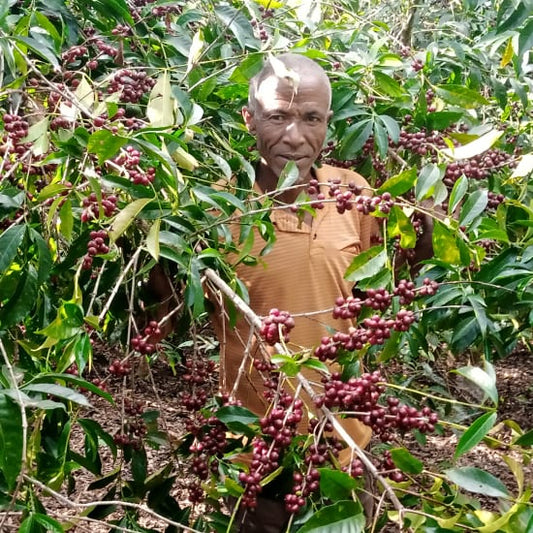 Ethiopia Mengeche Derso - Natural Yirgacheffe
