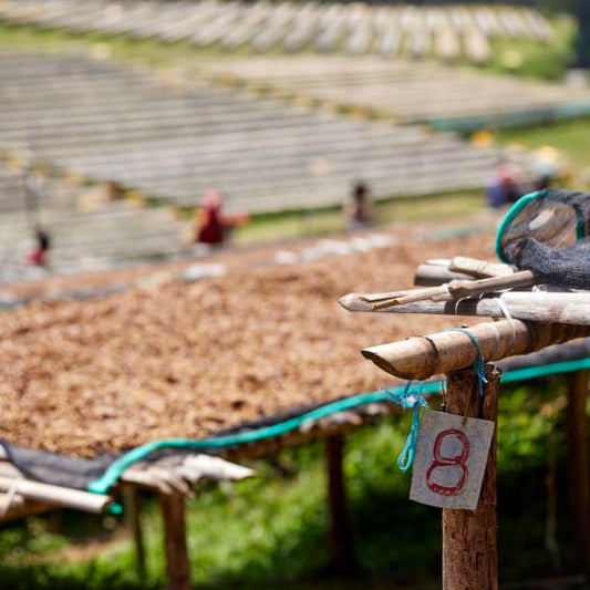 Drying honey process coffee seeds in Sidama, Ethiopia.