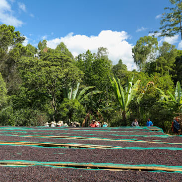 Backed by dense forest, several coffee mill workers stand behind multiple raised drying beds holding natural process coffee berries.