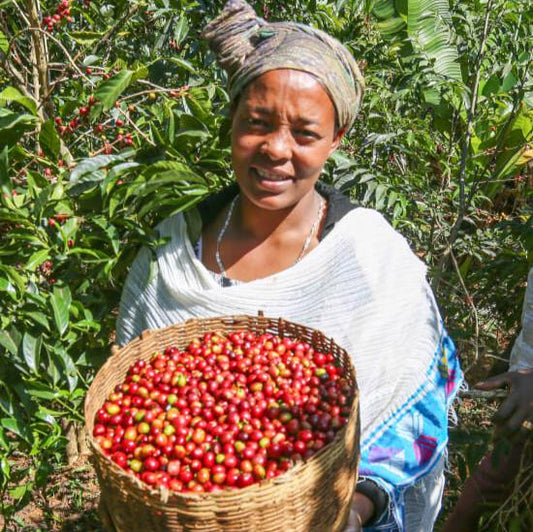 Tigest Wako holds their freshly picked coffee berries.