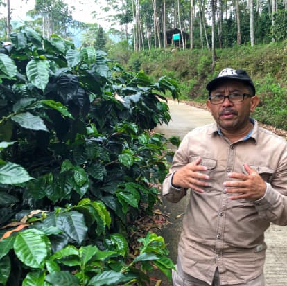 Java Frinsa Sunda Batak - Wet-Hulled Java Variety